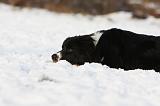 BORDER COLLIE 1152
